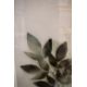 A pair of contemporary lithographs, diffused botanical studies, within card mounts and moulded - Image 5 of 5