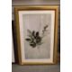 A pair of contemporary lithographs, diffused botanical studies, within card mounts and moulded - Image 4 of 5