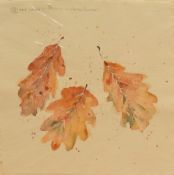 Sally Barber (British Contemporary) Watercolour 'Oak Leaves', a study of Autumn leaves, signed dated