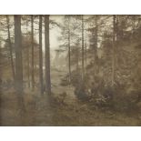 A monochromatic photographic print, an atmospheric woodland scene, unsigned or attributed, within