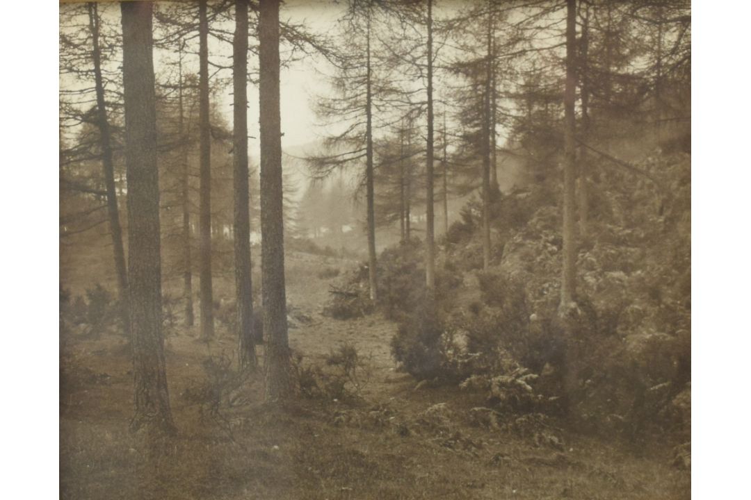 A monochromatic photographic print, an atmospheric woodland scene, unsigned or attributed, within - Image 1 of 4