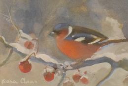 *Local Interest* Fiona Clucas (British Contemporary) Gouache 'Chaffinch', a winter bird study,
