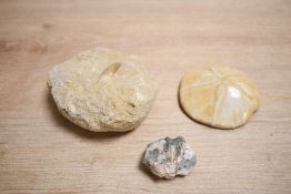 Of palaeontology interest* A fossilised tooth possibly from marine reptile, origin and age