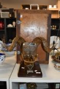 An impressive Victorian white metal mounted Rams horn double snuff mull, the scrolled horns held