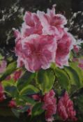 A contemporary study of pink rhododendrons, acrylic on paper, initialled (HF) lower right, gift note