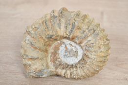 Thought to be Moroccan Ammonite, featuring a coiled, chambered external 'planispiral' shell,