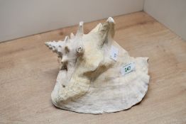 A large vintage conch shell, having a high spire and a noticeable siphonal canal, 22cm in length,