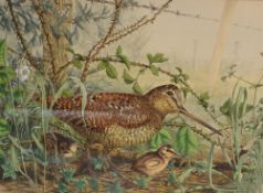 A Steele (British 20th Century) Watercolour, a detailed ornithological study of a Woodcock and