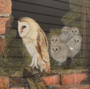Peter Smith (British 20th Century) Watercolour, a study of a barn owl with chicks, signed and