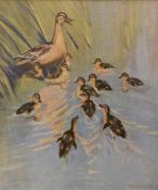 After Peter Scott (British Contemporary) A Collection of eleven ornithological prints, each within a