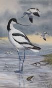 A Steele (British 20th Century) Watercolour, a detailed ornithological study of a flock of Pied
