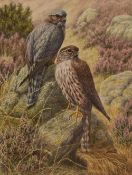 A Steele (British 20th Century) Watercolour, a detailed ornithological study of a pair of merlins,