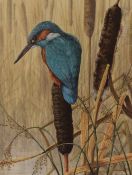 A Steele (British 20th Century) Watercolour, a detailed ornithological study of a Kingfisher, signed