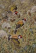 A Steele (British 20th Century) Watercolour, a detailed ornithological study of a group of