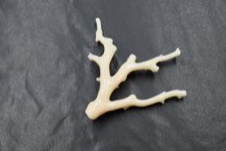 An 18ct gold mounted white coral brooch, the coral branch brooch having an 18ct gold brooch pin,