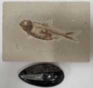 A fossil of a Knightia fish in a rectangular slab together with a black marble Orthoceras fossil