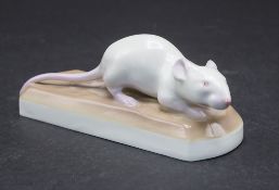 Junge laufende Ratte / A running rat, Wilhelm Neuhäuser, Nymphenburg, um 1910