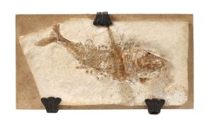 Fossilienplatte