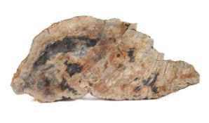 Versteinertes Holz