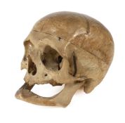 Anatomisches Modell