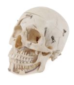 Anatomisches Anschauungsmodell