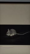 Geldart: signed limited-edition photographic print of a mouse