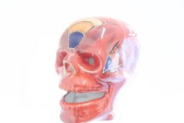 Anita Harris large skull signed in gold