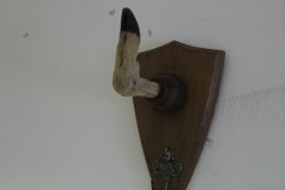 Taxidermy Hoof coat hanger
