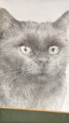 Framed graphite study of a cat, signed indistinctly
