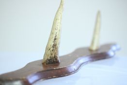 Taxidermy 2 horn coat hanger