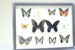 12 framed butterflies