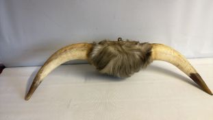 Mounted bovine horns with fur centre