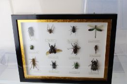 12 Framed bugs