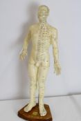 Vintage male anatomy acupuncture medical figure, s