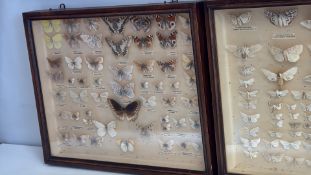 A pair of entomological butterfly and moth display cases