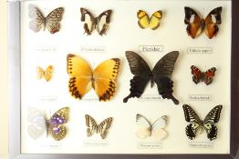 12 framed butterflies