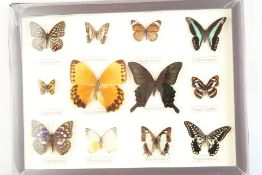 12 framed butterflies