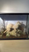Taxidermy Stoat in Glazed Display Case