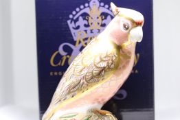 Royal crown derby cockatoo limited edition with go