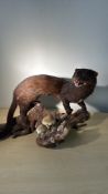 Taxidermy Stoat on Driftwood Mount