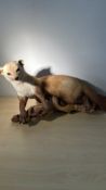 Taxidermy stoat/ermine on branch-form base