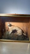 Taxidermy Stoat in Glazed Case