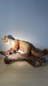 Taxidermy Mustelid on Branch Mount