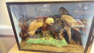 Taxidermy diorama of a mustelid and raptor in glazed case