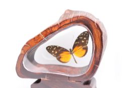 Bosque Mariposa S.A cased butterfly