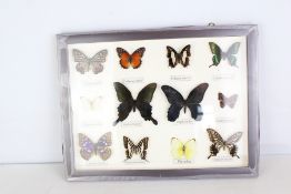 12 framed butterflies