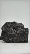 Fossil bivalve shell shale specimen