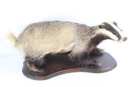 Taxidermy badger mount on shaped wooden base