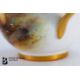 Royal Worcester Porcelain Cabinet Cups and Saucers - Image 15 of 16