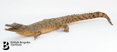 Antique Taxidermy Alligator